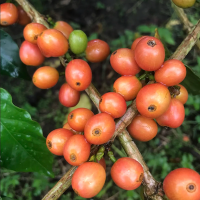 Colombia Bourbon Naranja (Orange) Washed